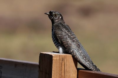 Gök - Common Cuckoo - (Cuculus canorus)