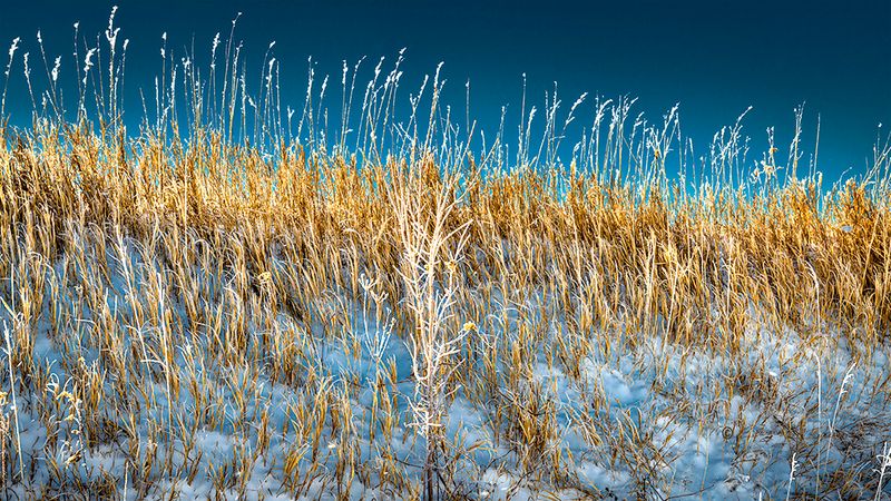 After a snow storm is the perfect time to take a drive in the country. The snow flakes cling to objects that stand in the flight path. When the sun comes up the country side is glistening be it trees or grass.

An image may be purchased at edward-peterson.pixels.com/featured/snow-flakes-and-grass...