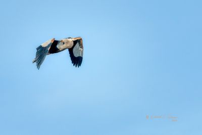 A great blue heron soars elegantly against a clear sky, displaying its wide wingspan and the detailed texture of its feathers. It is captured mid-flight, focused and seemingly alone in the vast expanse of the blue backdrop.

An image may be purchased at https://edward-peterson.pixels.com/featured/gbh-in-flight-ed-peterson.html