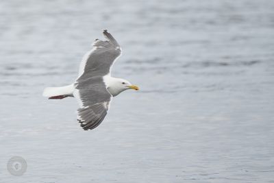 Hokkaido Birds