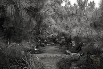 L1002934.jpg