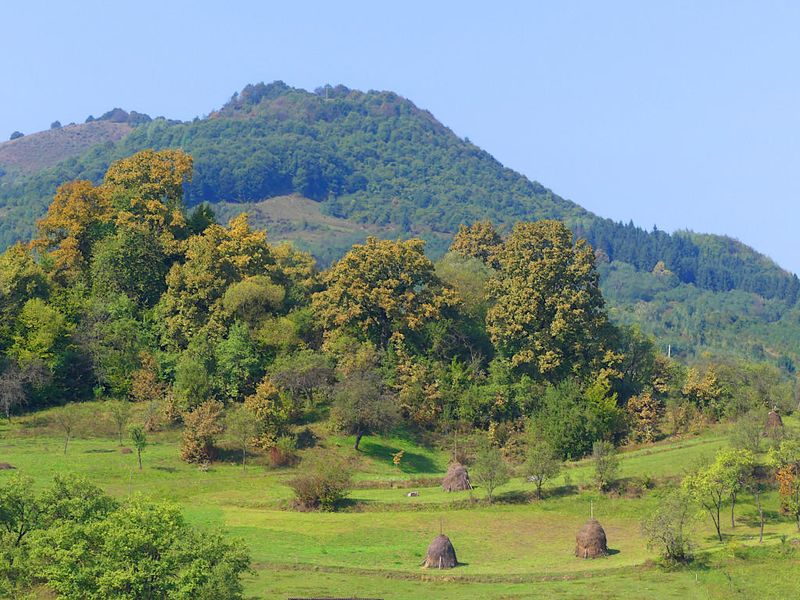 Landscape, Poienile Izei