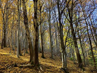 Vitosha National Park