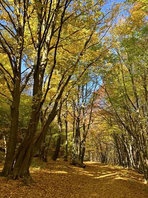Vitosha National Park