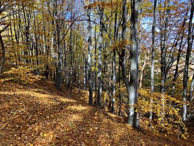 Vitosha National Park