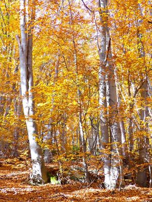 Vitosha National Park