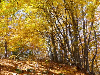 Vitosha National Park