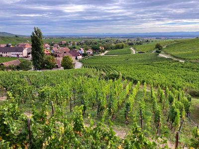 Alsatian Wine Route