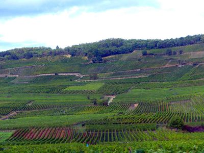 Alsatian Wine Route