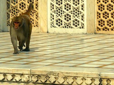Agra Fort