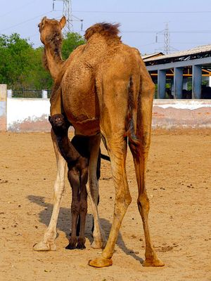 National Camel Research Centre, Bikaner