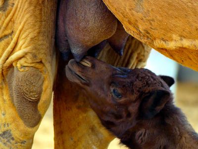 National Camel Research Centre, Bikaner