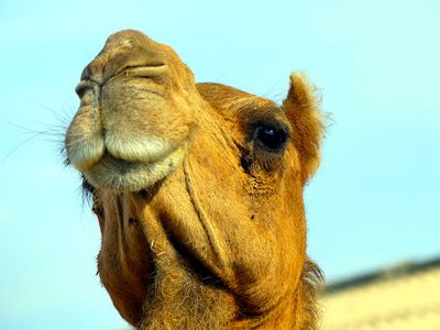 National Camel Research Centre, Bikaner