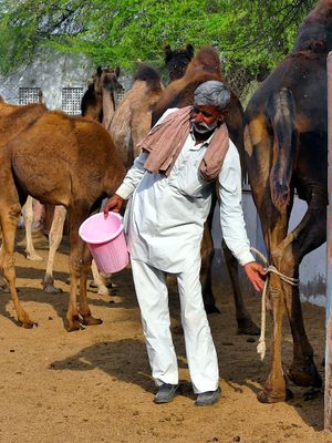 Milker, National Camel Research Centre, Bikaner