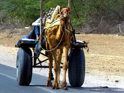 On the Road from Mandawa to Bikaner
