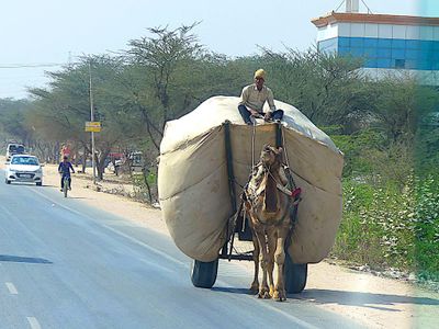 On the Road from Mandawa to Bikaner