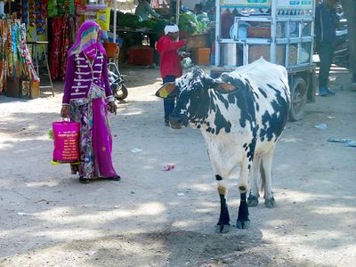 Colors of Rajasthan