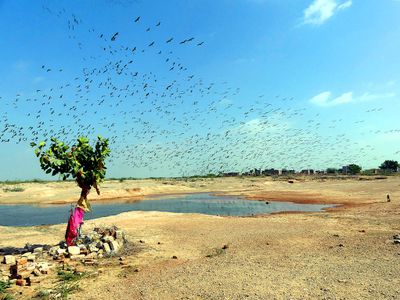 Khichan Bird Sanctuary