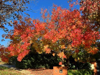Autumn 2024, Canberra, ACT
