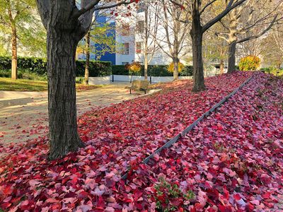 Autumn 2024, Canberra, ACT 