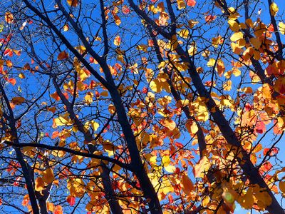 Autumn 2024, Canberra, ACT 