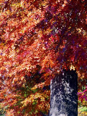 Autumn 2024, Canberra, ACT 
