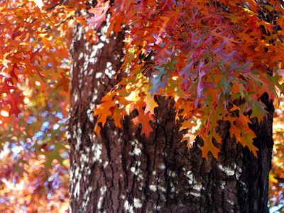 Autumn 2024, Canberra, ACT 