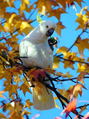Autumn 2024, Canberra, ACT 