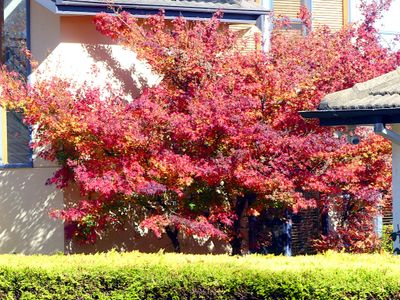 Autumn 2024, Canberra, ACT