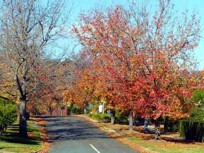 Autumn 2024, Canberra, ACT 