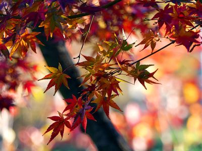Autumn 2024, Canberra, ACT 