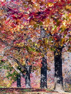 Autumn 2024, Canberra, ACT