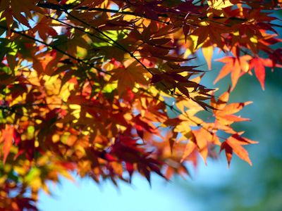 Autumn 2024, Canberra, ACT