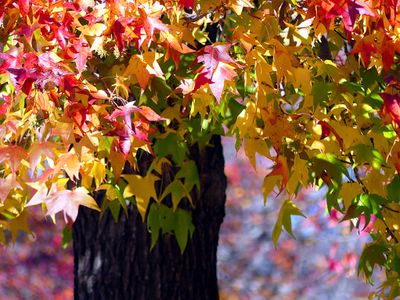 Seasons 