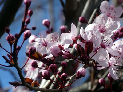 Spring 2024, Canberra, ACT