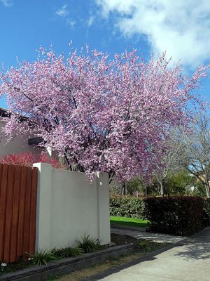 Spring 2024, Canberra, ACT