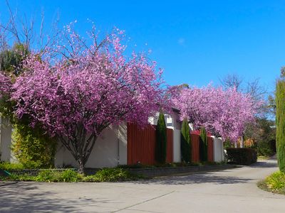 Spring 2024, Canberra, ACT