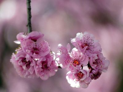 Spring 2024, Canberra, ACT