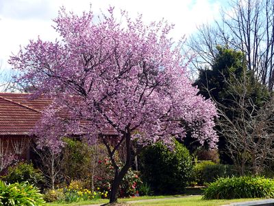Spring 2024, Canberra, ACT