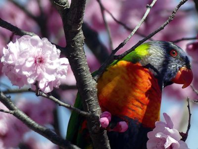 Spring 2024, Canberra, ACT
