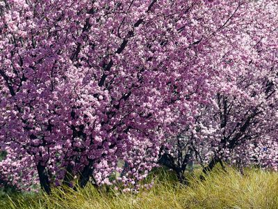 Spring 2024, Canberra, ACT