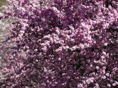 Spring 2024, Canberra, ACT