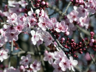 Spring 2024, Canberra, ACT