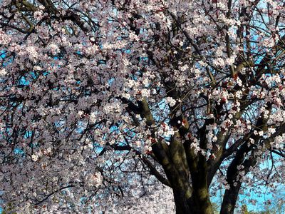 Spring 2024, Canberra, ACT
