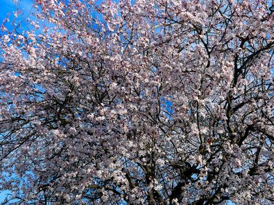 Spring 2024, Canberra, ACT