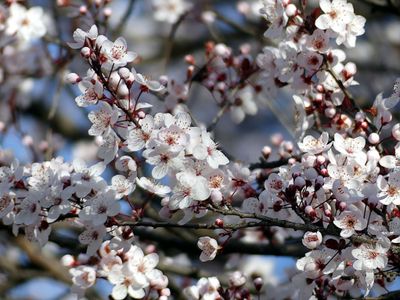 Spring 2024, Canberra, ACT