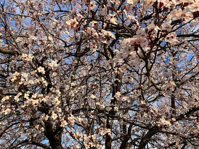 Spring 2024, Canberra, ACT