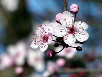 Spring 2024, Canberra, ACT