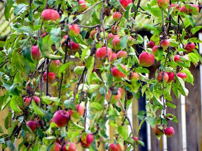 Apples, Apples Everywhere...