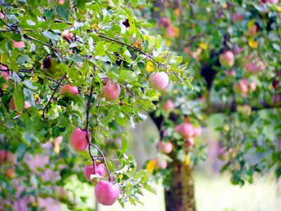 Apples, Apples Everywhere...